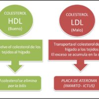 Tipos de colesterol ¿Cuál es el bueno y el malo?