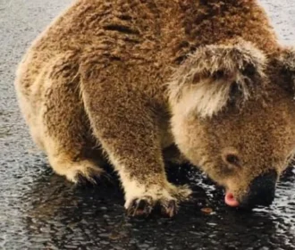 Un Koala Bebe Agua De Un Ciclista En Plena Ola De Calor Australiana